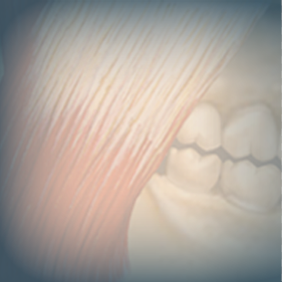 Understanding “TMJ” and the Jaw System